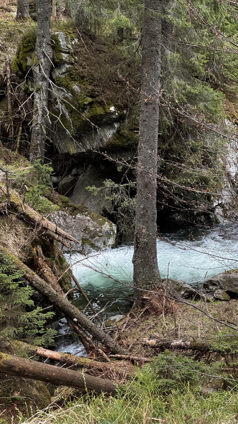 A glacial-blue river running through a pine forest
